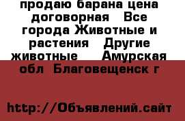 продаю барана цена договорная - Все города Животные и растения » Другие животные   . Амурская обл.,Благовещенск г.